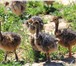 Фотография в Домашние животные Птички Страусята черного африканского страуса Самой в Казани 15 500