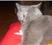 Фотография в Домашние животные Вязка Ищем кота британской породы голубого окраса в Владикавказе 1