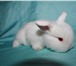 Фотография в Домашние животные Грызуны Питомник декоративных кроликов «Пушистое в Москве 5 000