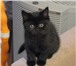 Продается черная прямоухая кошечка скоттиш страйт (Scottish Straight),  VICTORIA SWEET BRUT Девочк 69479  фото в Москве
