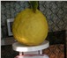 Фотография в Домашние животные Растения продам саженцы плодоносящих лимонов сортв в Красноярске 350