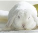 Изображение в Домашние животные Грызуны Продам красивого белого кролика вислоухого. в Красноярске 1 500