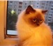 Foto в Домашние животные Вязка Разыскивается  котик  невской  маскарадной в Брянске 0