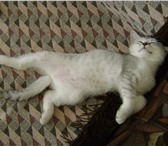 Г, Краснодар, Британские короткошерстные котята, окрас шиншилла (дата рождения 22, 05, 2010), С док 69704  фото в Краснодаре