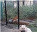 Foto в Домашние животные Вязка собак Молодой (2 года)Ю активный, сильный кобель. в Новокузнецке 0