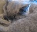 Изображение в Домашние животные Вязка Милая британская кошечка,  голубого окраса(без в Костроме 0