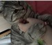 Фото в Домашние животные Вязка Вязка, кот-британец — 2 года, ищет кошечку; в Москве 2 000