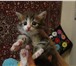 Фотография в Домашние животные Отдам даром Отдам в хорошие руки котят пушистых полосатых в Краснодаре 10