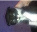 Фото в Домашние животные Отдам даром Отдам даром котят 2 девочки вислоухие чёрно-белые в Рязани 1