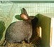 Foto в Домашние животные Другие животные Продам кроликов крупных пород. Все кролики в Красноярске 1 000