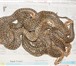 Foto в Домашние животные Другие животные Краснодарский питомник рептилий и экзотических в Оренбурге 3 000