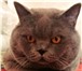 Изображение в Домашние животные Вязка Вязка с котом Скоттиш-страйт (ушки прямые)Кот в Москве 2 000