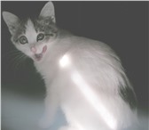 Фото в Домашние животные Потерянные Окрас белый с тёмными пятнамиЛевый глаз с в Первоуральске 0