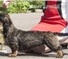 Продаются щенки таксы миниатюрной/кроличьей жесткошерстной 2254223 Такса фото в Ярославле