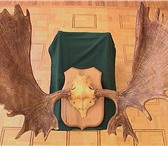 Фотография в Домашние животные Разное Западный лось рога достигают 125см отросков в Уфе 25 000