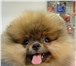 Изображение в Домашние животные Вязка собак Миниатюрный шпиц Браен Лоуренс Супер Стар в Самаре 20 000