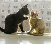 Фото в Домашние животные Приму в дар Очаровательные гладкошерстные котята, мальчик в Москве 0