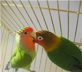 Фотография в Домашние животные Птички Продам домашних любимцев. Продаю двух попугаев в Хабаровске 27 000