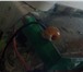 Фотография в Домашние животные Рыбки Продам улиток ампулярий, Альбиносы, крупные( в Пензе 50
