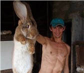 Foto в Домашние животные Грызуны Продаю племенных кроликов - гигантов породы в Самаре 2 500
