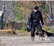 Щенки Немцы 1537452 Немецкая овчарка фото в Красноярске