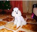 Фотография в Домашние животные Услуги для животных Стрижка кошек, котов и собак всех пород в в Москве 1 000