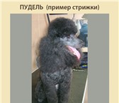 Фотография в Домашние животные Услуги для животных Стрижка собакКомплекс для мелких пород собак в Москве 0