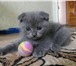 Предлагаю шотландских котят с отличной родословной от клубных родителей, Все котята на момент прода 69780  фото в Ростове-на-Дону