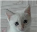 Тайские котята блю тэбби  (линкс) поинт девочка 167021  фото в Новосибирске