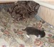 Фото в Домашние животные Отдам даром Отдаю котят в хорошие руки, возраст 1,5 месяца, в Тамбове 0