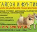 Foto в Домашние животные Услуги для животных Салон красоты для собак и кошек "Тайсон и в Екатеринбурге 500