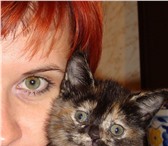 Отдам котенка в хорошие руки, Оригинальный окрас, игривый характер, к лотку приучен, кушает тверду 69370  фото в Ростове-на-Дону