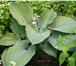 Фото в Домашние животные Растения Питомник декоративных растений «Топиар» предлагает в Белгороде 150