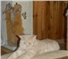 Фото в Домашние животные Вязка Британский кот кремового окраса приглашает в Сочи 3 000