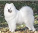Предлагаем очаровательных щенков породы САМОЕД(средняя собака) от титулованных производителей(с кра 65745  фото в Ханты-Мансийск