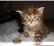 Foto в Домашние животные Вязка Опытный кот породы мейн-кун приглашает на в Пензе 10 000