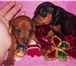 Продаются щенки цвергпинчера Рождены 28 02 10 г 2 мальчик аокрас(красно-рыж), 1-мальчик окрас 64875  фото в Москве