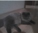 Фото в Домашние животные Вязка Шотландский длинношерстный вислоухий красавец-кот, в Ангарске 1 000