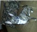 Foto в Домашние животные Вязка собак Тигрик (по паспорту Лаюр Гламур Плейбой) в Магнитогорске 2 000