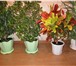 Фотография в Домашние животные Растения Растения – деревца: комнатные ( тропические в Магнитогорске 100