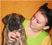 Продается алиментный щенок бульмастифа, Возрас тдва с половиной месяца, Кобель, окрас тигровый от 67416  фото в Екатеринбурге