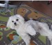 Изображение в Домашние животные Вязка собак Предлагаем на вязку кобеля мальтийской болонки в Москве 25 000