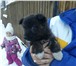 Foto в Домашние животные Отдам даром Отдадим в ответственные руки щенка от средней в Улан-Удэ 0