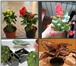 Фотография в Домашние животные Растения Продаю очень много комнатных растений, более в Ростове-на-Дону 80