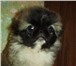 Продаю очаровательных щенков пекинеса,  с документами,  Окрасы различные от белого с палевым до палев 65467  фото в Москве