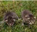 16 августа родилось 4 милых, симпатичных котенка, Один полностью черненький, трое- серых в поло 69529  фото в Челябинске