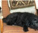 Фото в Домашние животные Отдам даром Милый щенок -кобель ищет своих добрых хозяев, в Новосибирске 0