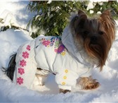 Foto в Домашние животные Одежда для собак Практичный и теплый комбинезон на холодную в Москве 750