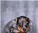 Эксклюзивный щенок таксы,  Кроличий, подрощенный, чёрно-мраморный кобель,  Щенок профессионально вы 65937  фото в Москве