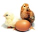 Фото в Домашние животные Другие животные Принимаем заявки на мая месяц, ! цыплят Пароде в Благовещенске 0